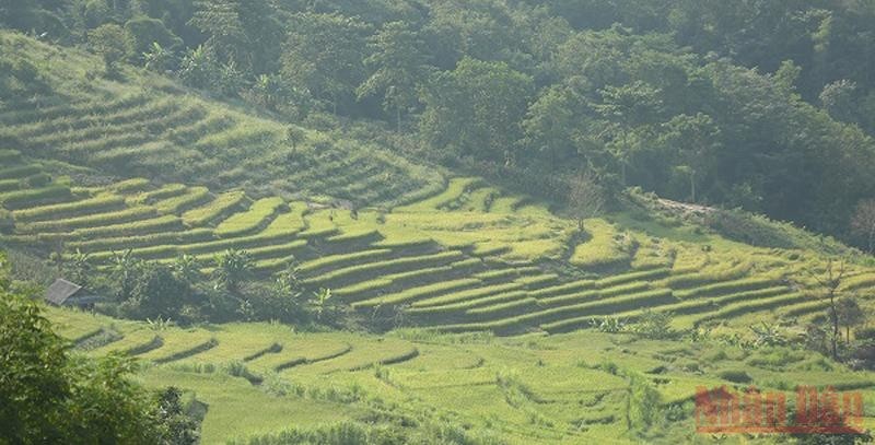 Located on the road from Dien Bien Phu City to Dien Bien Phu Campaign Command in Muong Phang on the way to the Campaign Command, visitors can admire the unique beauty of the Ta Leng terraced fields.