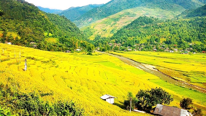 Rice paddies in Tu Le Valley bask in the golden glow of autumn (Photo: My Hanh)