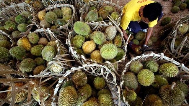 Harvesting durian in Malaysia (Photo: Reuters)