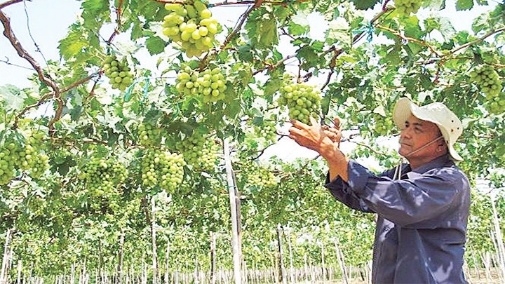 Growing clean grapes brings high income to local farmers in Ninh Thuan province.