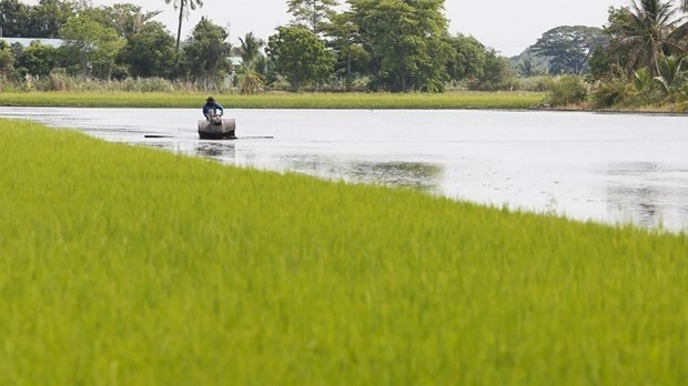 A rice field in Thailand (Photo: www.bangkokpost.com)