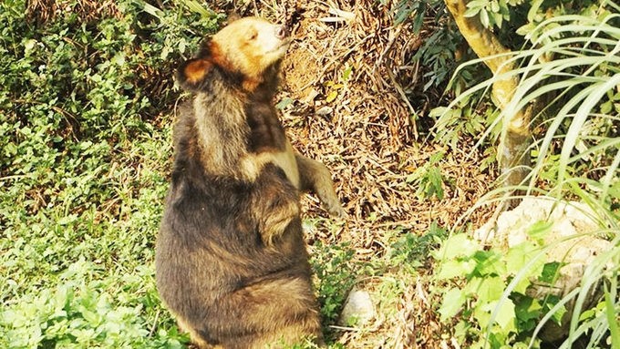 The bear named Sang enjoying free space. (Photo: NDO)