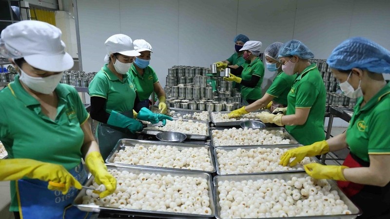 Processing fresh lychees for export at Vifoco (Photo: VNA)
