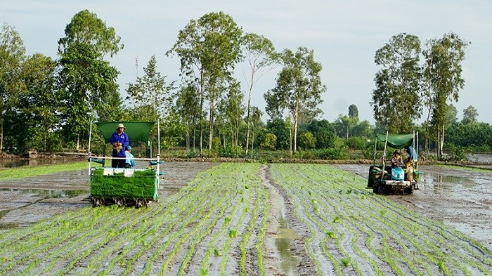 Farmers use rice planting machine to conduct rice transplanting in Dong Thap Province. (Photo: NDO/Huu Nghia)