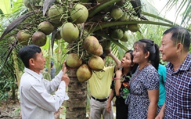 Sap coconut, a specialty with soft, thick pulp, is grown only in Cau Ke District, the southern province of Tra Vinh.