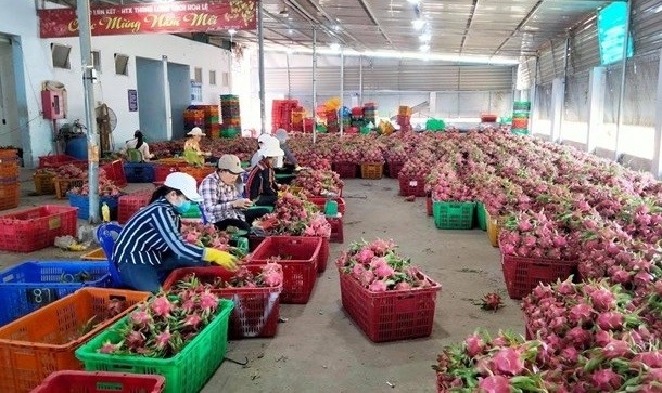 Workers handle dragon fruits for export in Binh Thuan province (Photo: VNA)