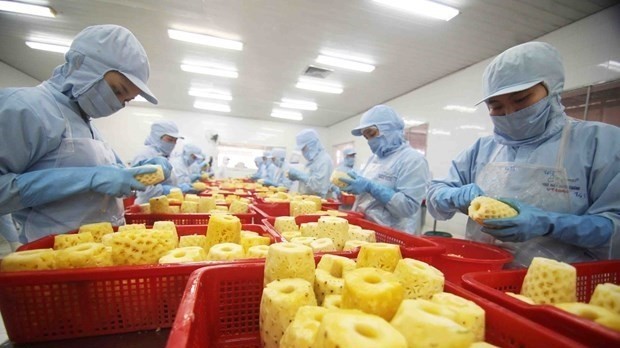 Processing canned pineapple products for export at a factory of An Giang Agricultural Import-Export JSC(Photo: VNA)
