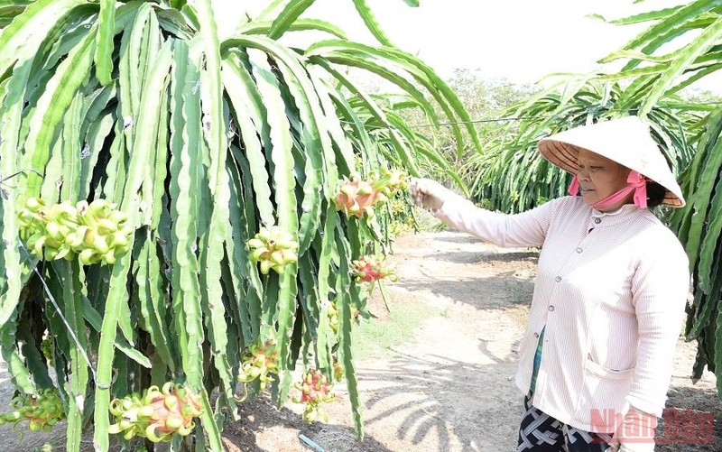 A farmer in Tien Giang Province taking care of dragon fruit trees.