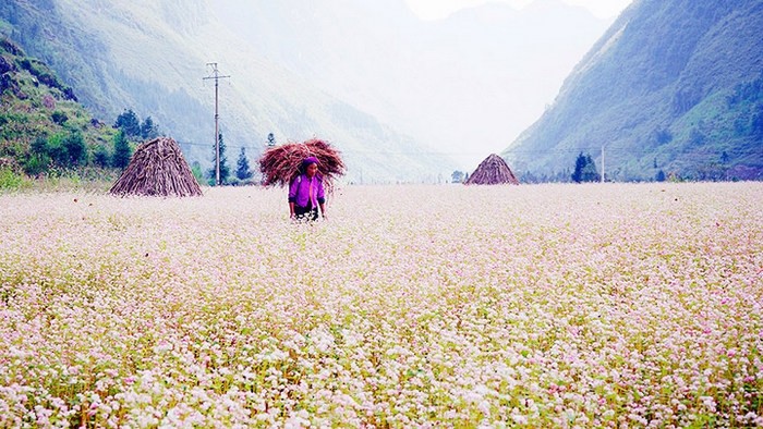 The "buckwheat flowers" are in full bloom in Ha Giang. (Photo: VNA)