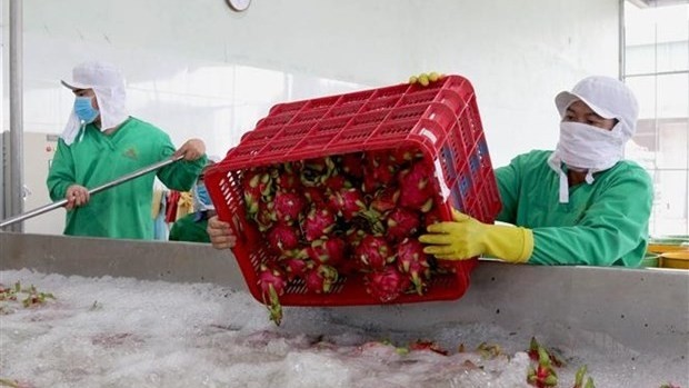 Dragon fruits are undergoing preliminary processing at Nafood in Long An Province. (Photo: VNA)