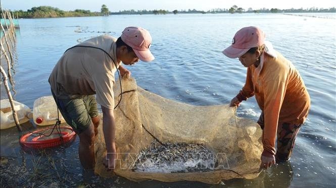 Catching fish in the Mekong River Delta (Photo: VNA)