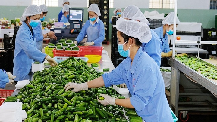 The processing of agricultural products at Phong Thuy Agricultural Products Trade Manufacturing Co., Ltd (Lam Dong). (Photo: QUANG HIEU)