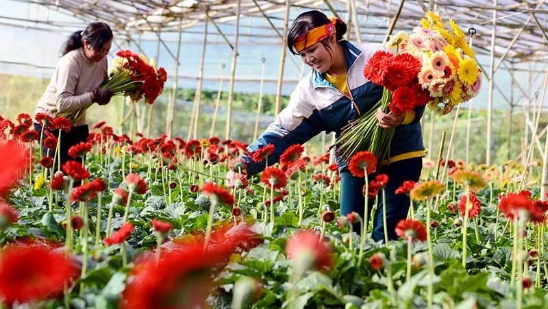 Local people in Van Thanh flower village, Da Lat city harvesting gerbera flowers. (Photo: MAI VAN BAO)