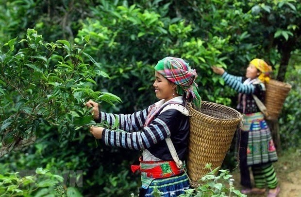Vietnam wins big tea contract with Malaysian partner (Photo: VNA)