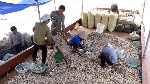 Harvesting commercial clams in Giao Thien commune, Giao Thuy district, Nam Dinh province. (Photo: VNA)