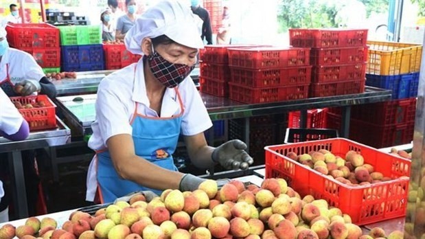A worker sorts lychees for export. (Photo: VNA)
