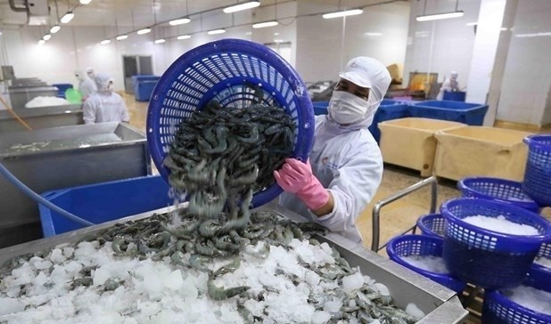 A shrimp processing factory in the Mekong Delta province of Ca Mau (Photo: VNA)