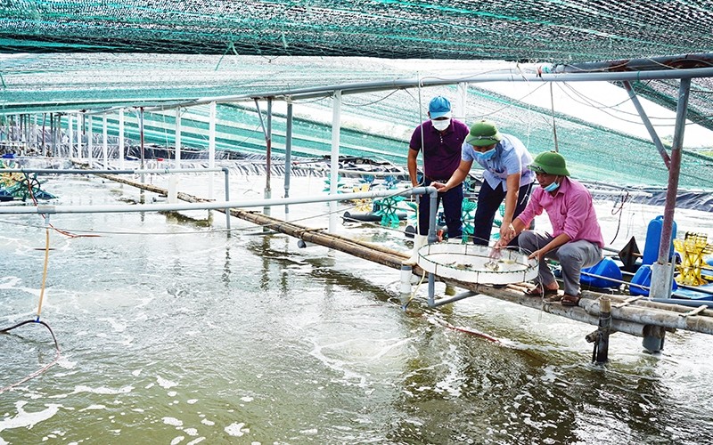 Local farmers in the coastal area of Kim Son district (Ninh Binh province) check the growth of shrimp.