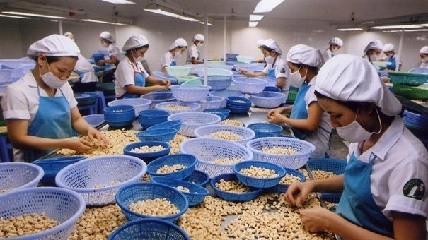 Vietnam’s cashew nut exports saw encouraging growth this year despite COVID-19. (Photo: VNA)