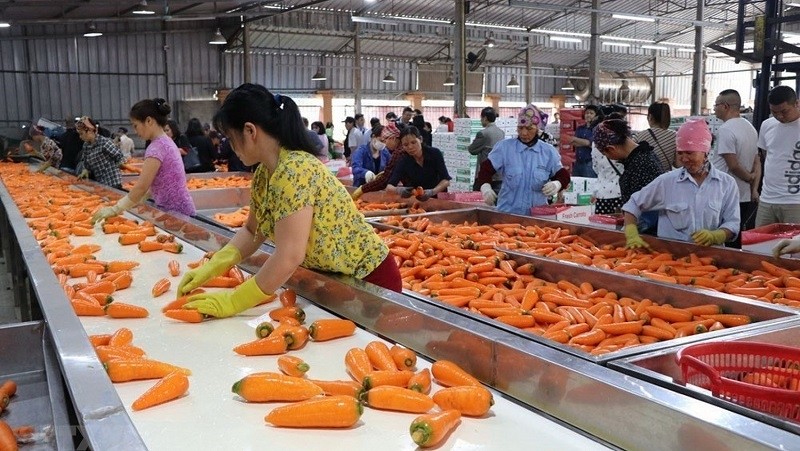 Processing carrots for export (Photo: VNA)