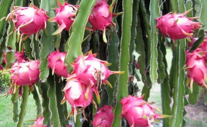 The EC has decided to raise the frequency of testing for Vietnam’s dragon fruit shipments to 20%.