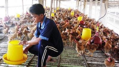 No H7N9 bird flu cases in Vietnam