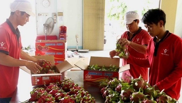 Processing dragon fruit for export (Illustrative photo - Source: VNA)