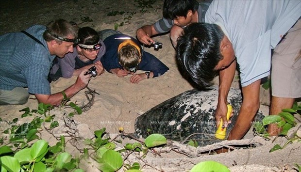 A conservationist examines a sea turtle nest on a beach of Con Dao National Park (Photo: Con Dao National Park)