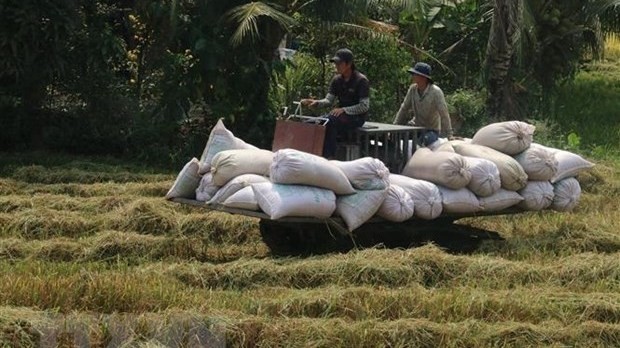 Rice output up 1.1 million tonnes in 2021 (Photo: VNA)