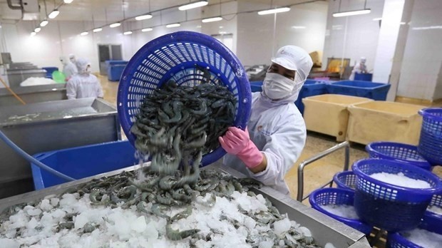 Processing shrimps for export in Ca Mau Province (Photo: VNA)