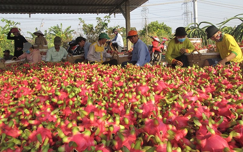 Prices of dragon fruit in Binh Thuan and Long An are falling sharply, causing great damage to farmers. (Photo: THANH PHONG)