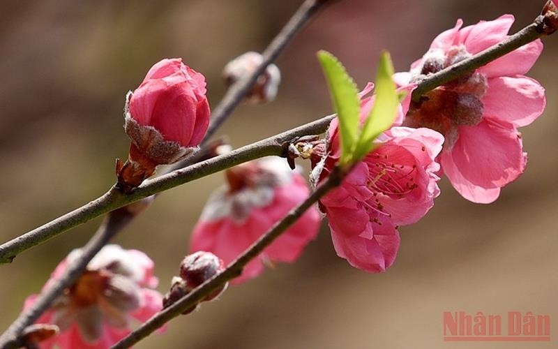 Nhat Tan peach blossom. (Illustrative image/Photo: Tran Hai)