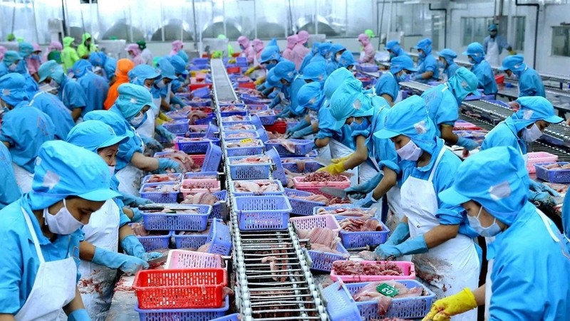 Processing fish for export (Photo: VNA)