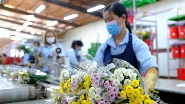 Workers classify and pack flowers for exports (Photo: VNA)