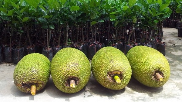 Vietnam is promoting the export of jackfruit to Australia. (Photo: VNA)