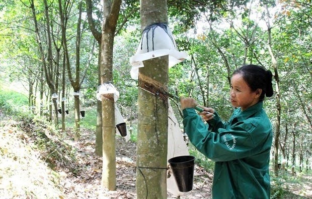 Vietnam's rubber exports to continue growing in 2022 (Photo: VNA)