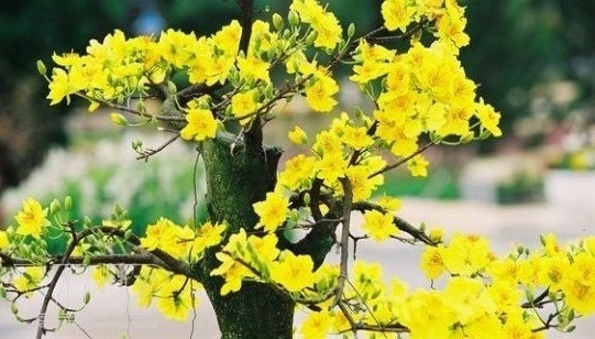 Yellow apricot blossom – a symbol of Tet in Vietnam (Photo: VNA)