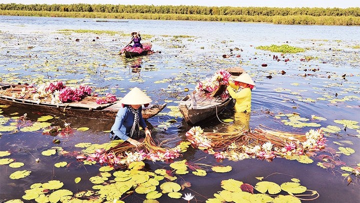 Harvesting water lilies in the floating season in Moc Hoa, Long An, and pictures of tourists on a water lily tour.