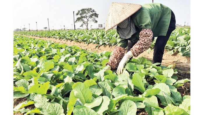 A vegetable growing area in Me Linh District, Hanoi (Photo: NDO)