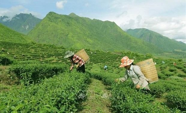 Crop restructuring and cooperation with businesses have helped many ethnic minority people in Lai Chau province escape from poverty (Photo: VNA)