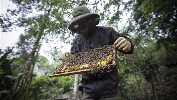 A beekeeping farm in Hoa Binh province (Photo: VNA)