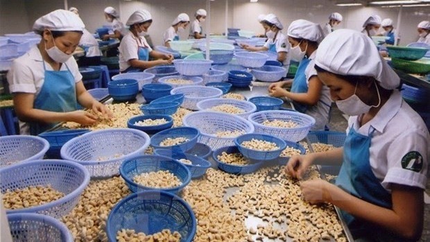Processing cashew for export (Photo: VNA)