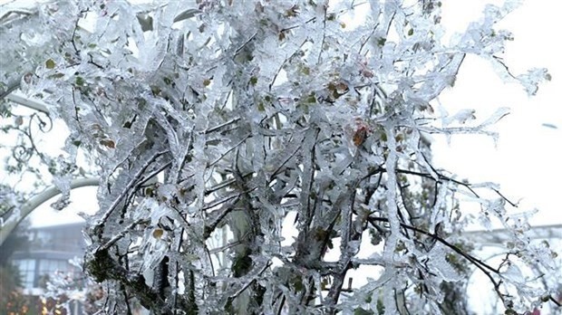 Frost and ice cover trees in O Quy Ho pass in Lai Chau (Photo: VNA)