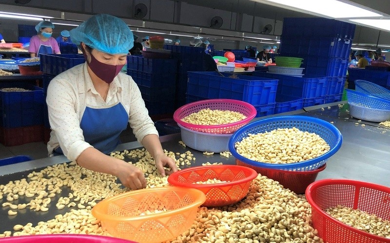 Workers conduct preliminary processing of cashew kernels at a cashew nut processing enterprise in the southern province of Binh Phuoc.