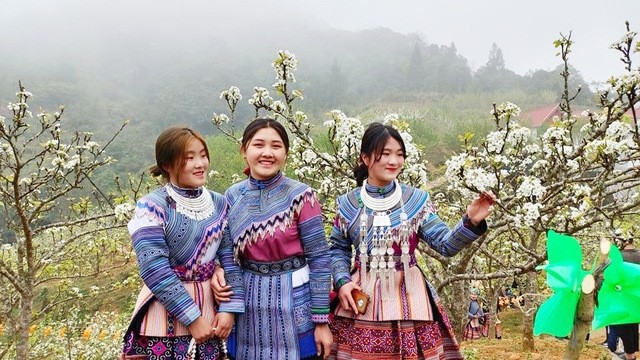 White pearl flowers in full blossom in Si Ma Cai district, Lao Cai province (Photo: baodantoc.vn)