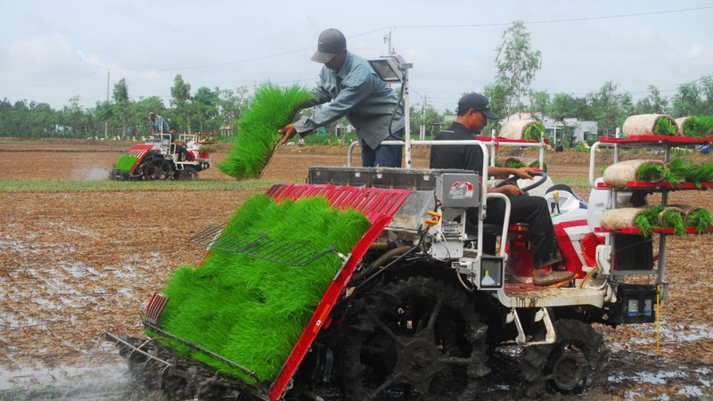 Putting rice transplanters mounted with pesticide sprayers into the fields in Tang Hoa Commune, Go Cong Dong district (Tien Giang).