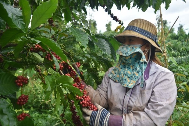 A farmer is harvesting coffee. Improving coffee quality and building brands are essential for Vietnam to expand export to the European Union. (Photo: VNA)