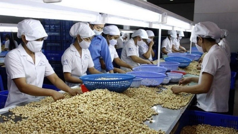 PM orders support to cashew nut exporters allegedly scammed