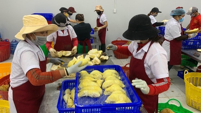 Krong Pac durian is processed for export.