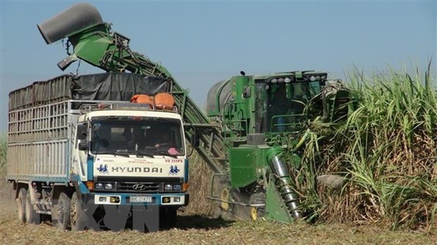 Sugarcane harvesting in Tay Ninh province (Photo: VNA)